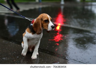 Young beagle dog sit on wet asphalt under autumn rain and feel cold, rise paw. Miserable animal at walk in bad weather, dusk city outdoors, rainy day