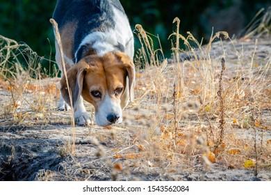 Young Beagle Dog Sniff Out Among Yellow Grass In Autumn