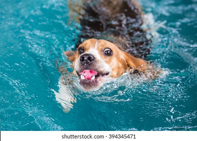 Young beagle dog swimming in the pool