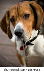 A Young Beagle Dog Tilting His Head With His Ears Perked Up In Curiosity.