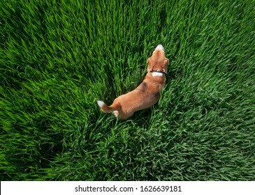 Young beagle dog walking by the path leading in green high grass top view aerial image. - Powered by Shutterstock