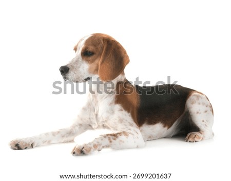 young beagle in front of white background
