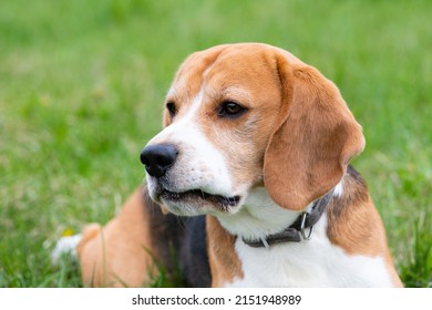 2,442 Beagle lying down Images, Stock Photos & Vectors | Shutterstock