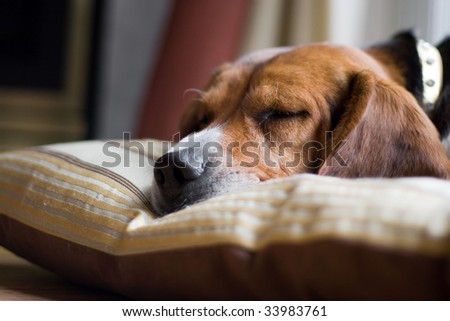 A young beagle pup sleeping on his pillow.  Shallow depth of field.