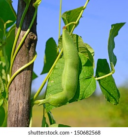 Young Bean Pod Stock Photo (Edit Now) 154409858