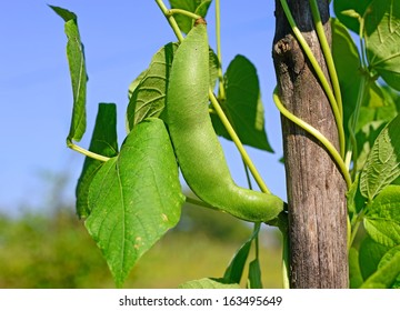 1,372 Bean poles Images, Stock Photos & Vectors | Shutterstock