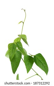 Young Bean Tree Isolated On White 