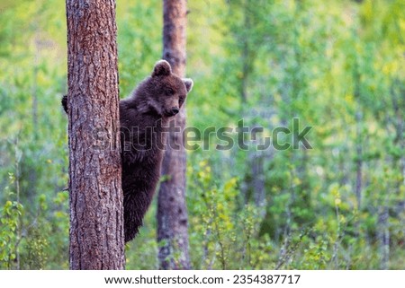 Young bear cub in the forest