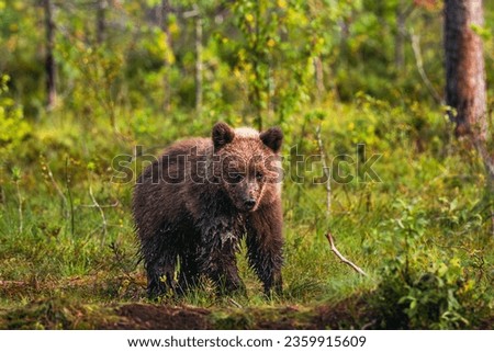 Similar – Brown Bear