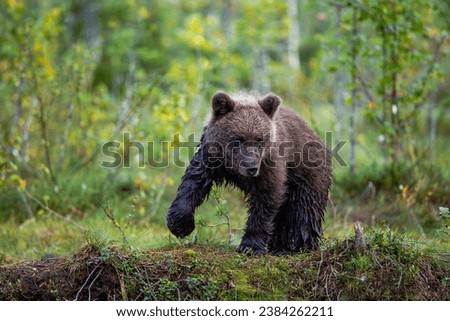 Brown Bear