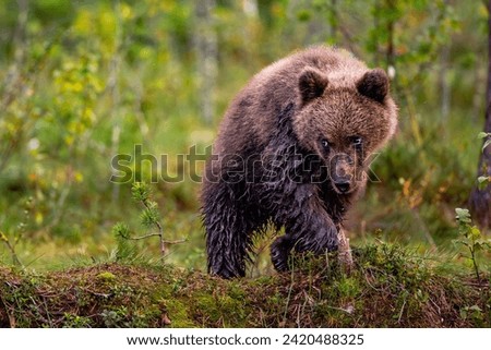 Similar – Brown bear on forest.