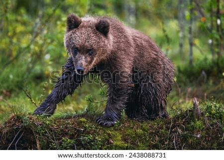 Similar – Brown Bear