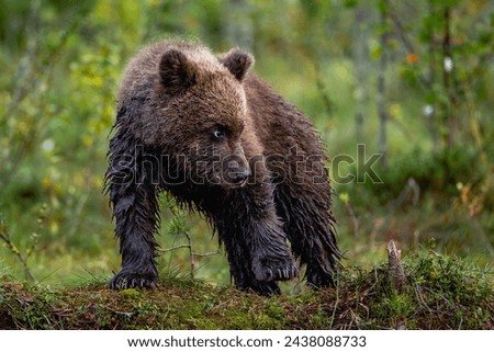 Brown Bear