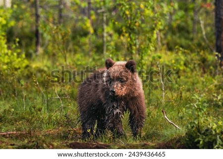 Similar – Brown Bear