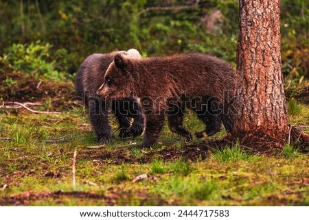 Similar – Brown bear on forest.