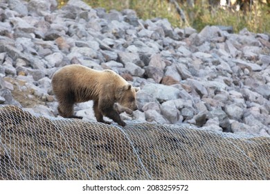 A Young Bear Descends From A Clone On A Construction Grid