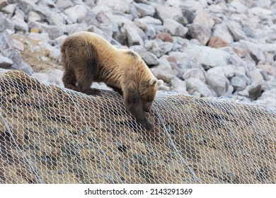 A Young Bear Descends From A Clone On A Construction Grid