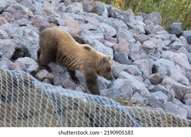 A Young Bear Descends From A Clone On A Construction Grid