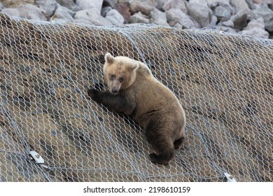 A Young Bear Descends From A Clone On A Construction Grid