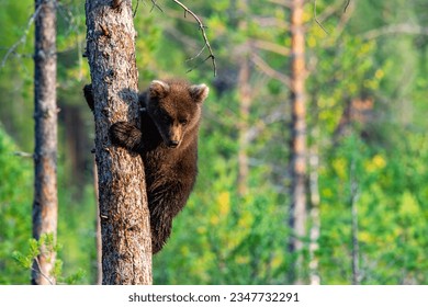 A young bear is hiding from danger on a tree - Powered by Shutterstock