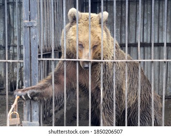 A young bear sits in a cage and opens the door with its paw. The wild brown bear wants to escape.