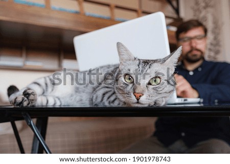 Similar – Home-Office mit Katze