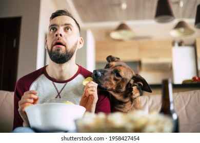 Young bearded man is watching TV with his funny dog on the couch while pet eating chips frome guy hand