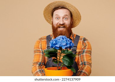 Young bearded man wears straw hat overalls work in garden hold give blue hydrangea flower in pot like gift isolated on plain pastel light beige color background studio portrait Plant caring concept