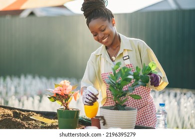 A Young Beautiful African American Woman Transplanting Plants And Taking Care Of Flower Pots In A Greenhouse. The Concept Of Growing Plants Inside.Black Woman Watering A Plant In A New Pot.