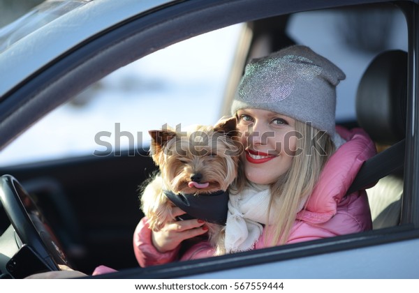 Young beautiful\
blonde woman with a dog in the car. Yorkshire terrier in the car\
shows  his tongue to\
drivers.
