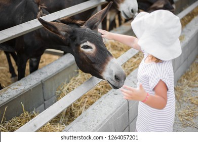 Young beautiful donkeys are standing in the stall behind the fence outside. Little girl stroking baby colt of a donkey on the head