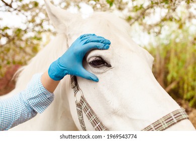 A young beautiful female vet inspects a white horse. Love, medicine, pet care, trust, happiness, health. A girl examines the eye of a horse. Blindness, cataract - Powered by Shutterstock