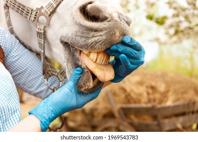 A young beautiful female vet inspects a white horse. Love, medicine, pet care, trust, happiness, health. The girl looks at the yellow old horse teeth. tongue - Powered by Shutterstock