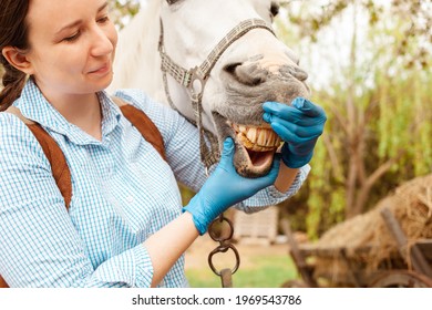 A young beautiful female vet inspects a white horse. Love, medicine, pet care, trust, happiness, health. The girl looks at the yellow old horse teeth. - Powered by Shutterstock