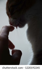 winking cat images stock photos vectors shutterstock
