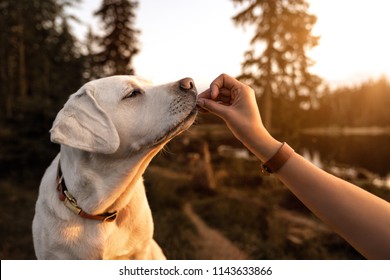 young beautiful labrador retriever puppy is eating some dog food out of humans hand outside during golden sunset