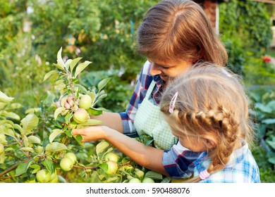 Young beautiful mother and her daughter picking fresh organic apples in a garden