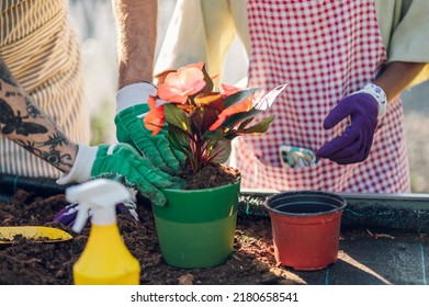 A Young Beautiful Multiracial Couple Of Colleagues Transplanting Plants And Taking Care Of Flower Pots In A Greenhouse. Diverse People Working Together. Copy Space. Focus On Their Hands Ina Gloves.