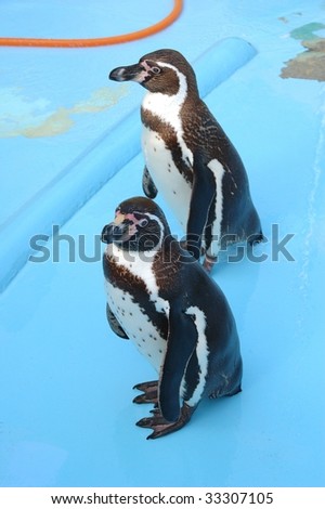 A young beautiful penguin in South Africa