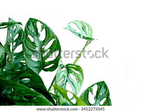 Young beautiful plant monstera monkey mask obliqua, Monstera adansonii isolated on white. Home gardening minimalism concept background with empty area.