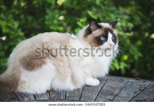 beautiful ragdoll