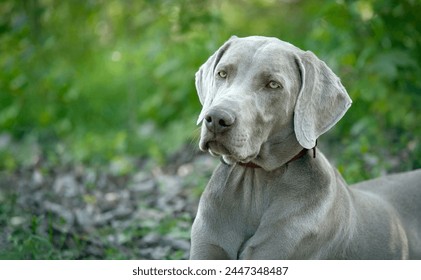 A young, beautiful, silver blue gray Weimaraner purebred dog portrait. Outdoor head portrait of purebred young Weimaraner in a park. Head portrait of a beautiful weimaraner hound. - Powered by Shutterstock