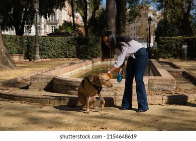 Young Beautiful South American Woman In White Shirt And Sunglasses, Bending Down, Petting Her Dog In A Park. Concept Animals, Dogs, Friends, Breed.