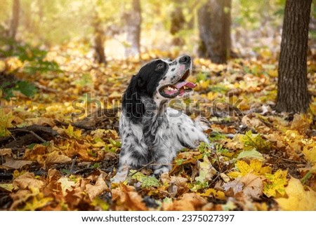 A young beautiful white and black hunting dog of the English Setter breed lies in the autumn forest on yellow leaves. Hunting dogs. Soft focus. Selective focus.