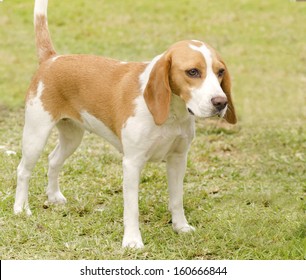 balkan hound