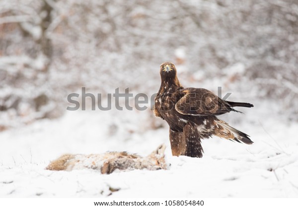 Young Beautiful Wild Golden Eagle Portrait Stock Photo Edit