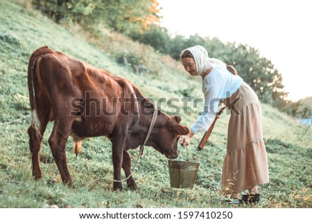 A young beautiful woman in old peasant clothes takes care of a cow, a bull in the field, gives him water from a bucket.