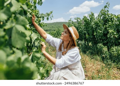 Young beautiful woman takes care of the vineyard. Caucasian pretty girl in beige sundress, white shirt and straw hat examines green bunches of grapes. Green rows with grapes in the background. - Powered by Shutterstock