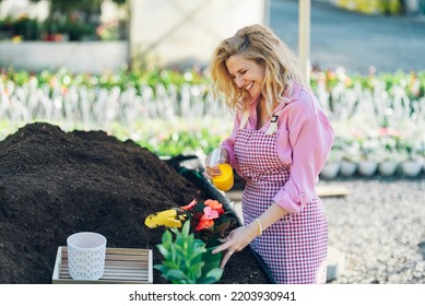 A Young Beautiful Woman Transplanting Plants And Taking Care Of Flower Pots In A Greenhouse. The Concept Of Growing Plants Inside. Caucasian Woman In Apron Watering Plant After The Transplantation.