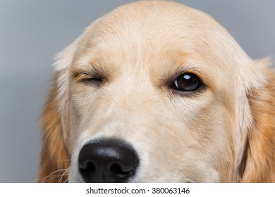 犬 ウインク の画像 写真素材 ベクター画像 Shutterstock